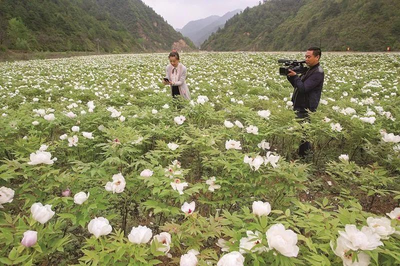 芍药山乡交通新动态，乡村振兴与交通发展深度融合之路