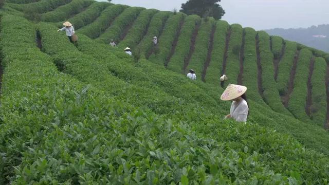 伏山乡最新新闻动态报道速递