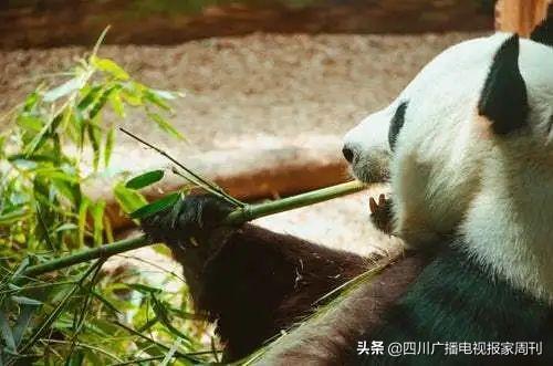 雨城区特殊教育事业单位最新动态及进展概况