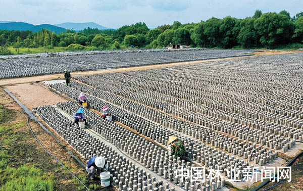 大兴沟林业局最新新闻发布