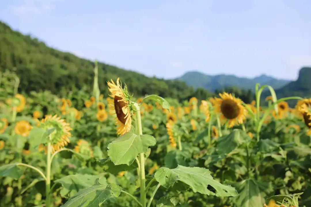 司前乡领导团队引领地方发展新篇章