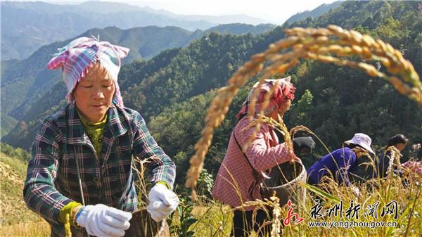 荆竹瑶族乡迈向繁荣和谐新时代的规划展望