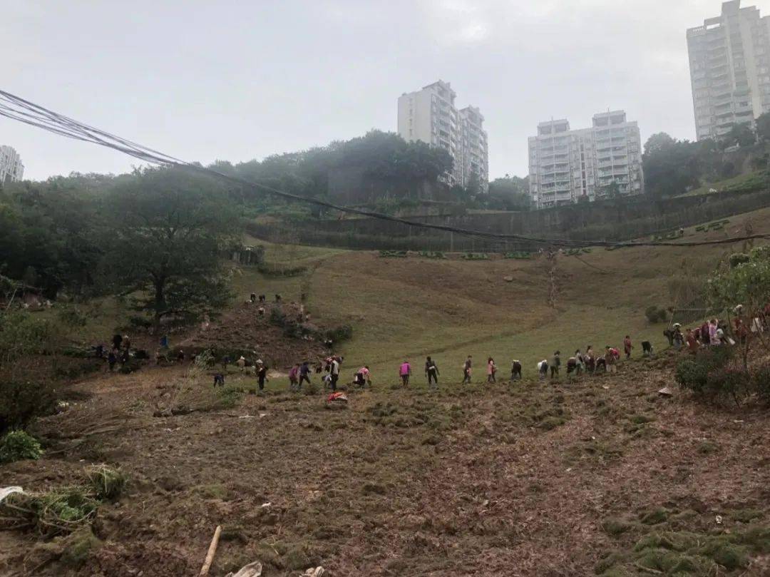 黄桷坪街道新项目重塑城市风貌，驱动社区发展新篇章