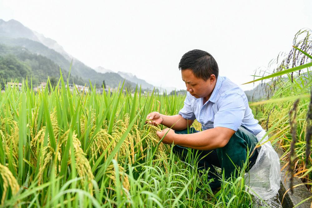 麻江乡迈向繁荣与可持续未来的最新发展规划